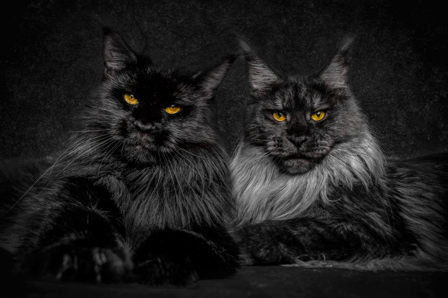 maine-coon-cat-photography-robert-sijka-6