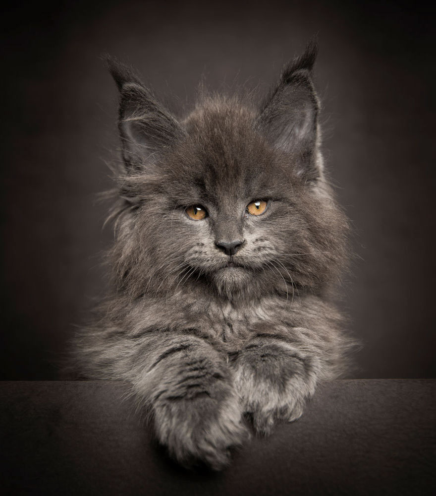 maine-coon-cat-photography-robert-sijka-7