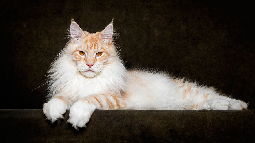 maine-coon-cat-photography-robert-sijka-8