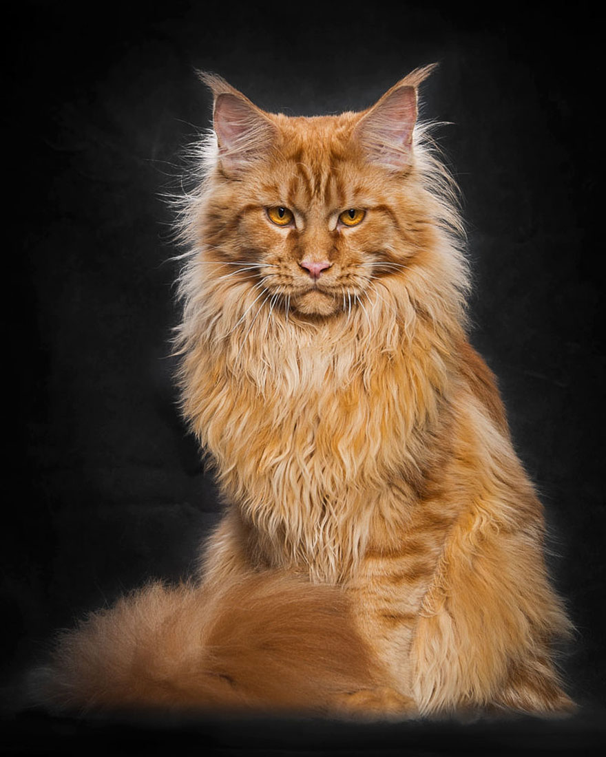 maine-coon-cat-photography-robert-sijka-9