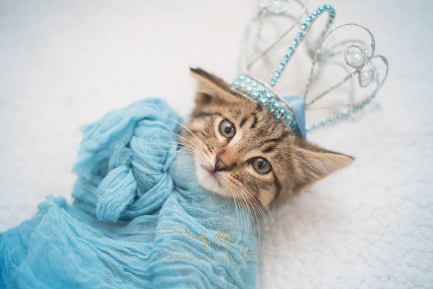 newborn-cat-photoshoot-5