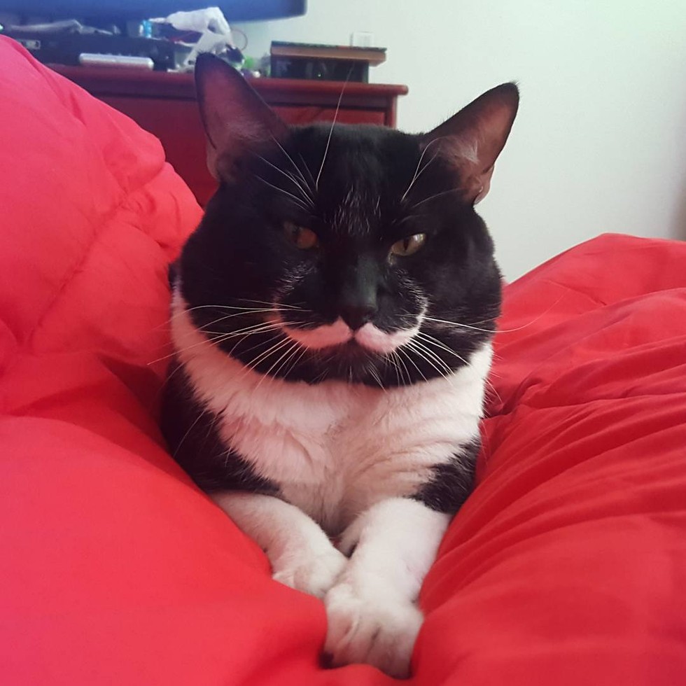 perfect-stache-cat-04