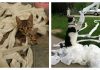 12 Cats Taking Their Frustrations Out On Toilet Paper And Then Some….
