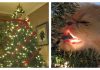 17 Honest Confessions From Cats Who LOVE Christmas Trees…Hilarious!