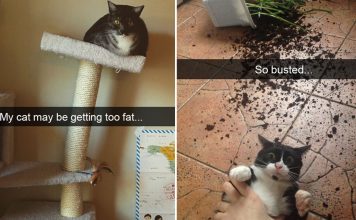 20+ Cats Who Were Put On Blast On Snap Chat By Their Owners…Hilarious!