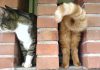 25+ Purrfectly Timed Cat Photos Taken At The Absolute Best Meowment