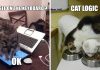 25+ Of The Best Examples Of Cat Logic