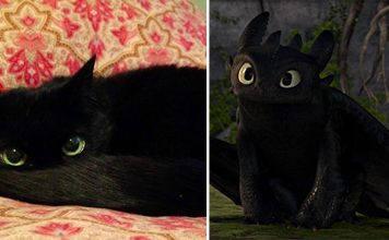 25+ Cats That Look Like Other Things