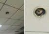 Hilarious Moment Office Workers Realize They’re Being Spied On By A Cat