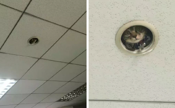 Hilarious Moment Office Workers Realize They’re Being Spied On By A Cat