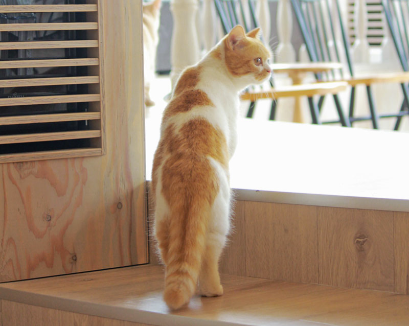 cat-cafe-japan-03