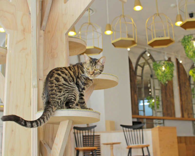 cat-cafe-japan-04