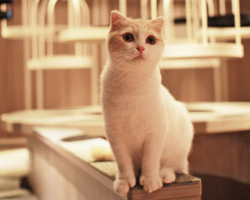 cat-cafe-japan-14