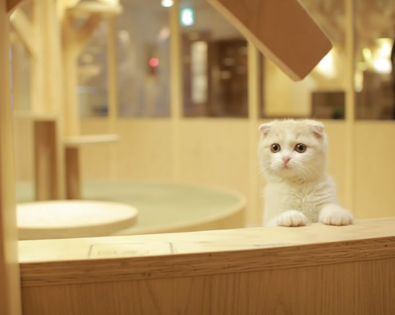 cat-cafe-japan-24