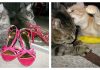 6 Headlines We Would See In A Cats' Newspaper…Hilarious!