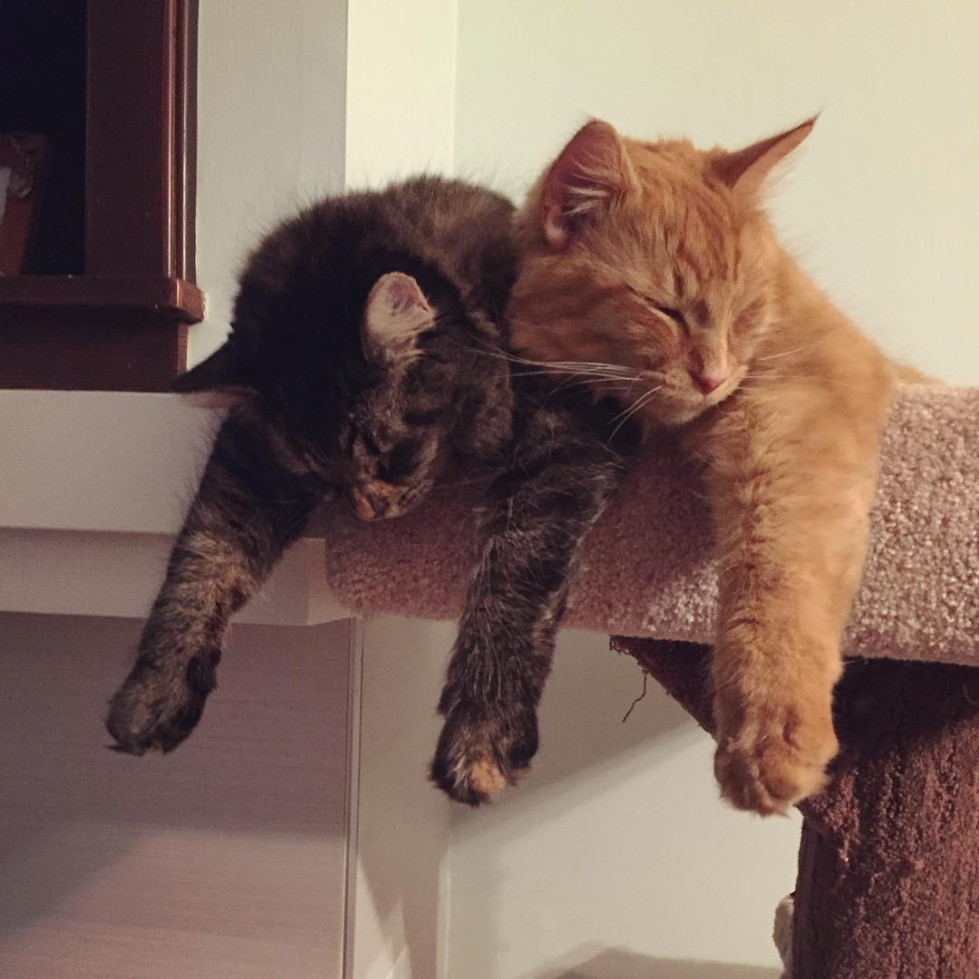 cats-sleeping-together-before-after-growing-up-renley-lili-10