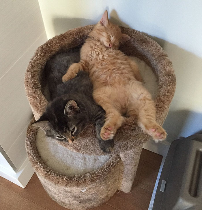cats-sleeping-together-before-after-growing-up-renley-lili-2