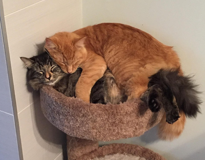 cats-sleeping-together-before-after-growing-up-renley-lili-6