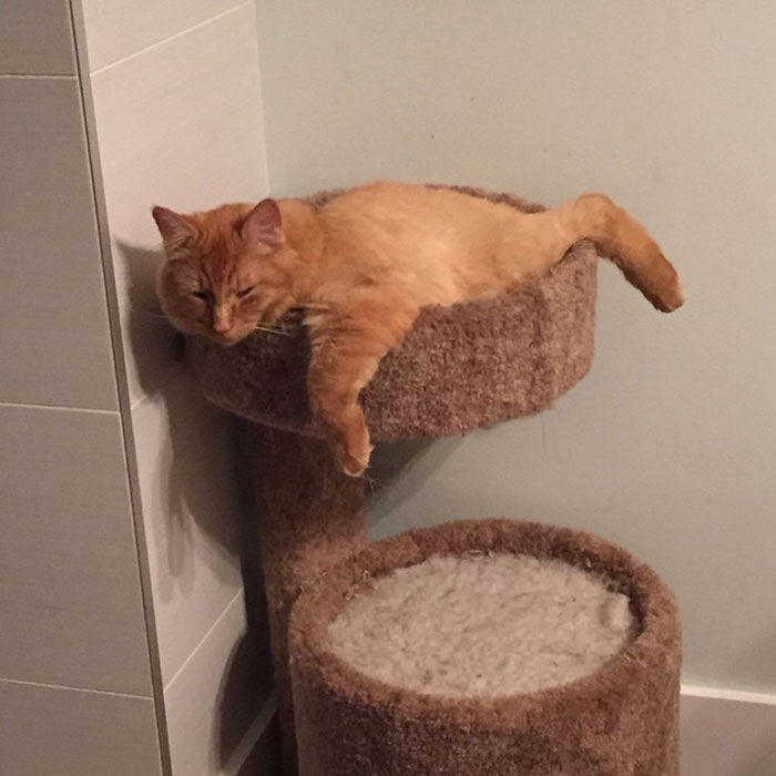 cats-sleeping-together-before-after-growing-up-renley-lili-9