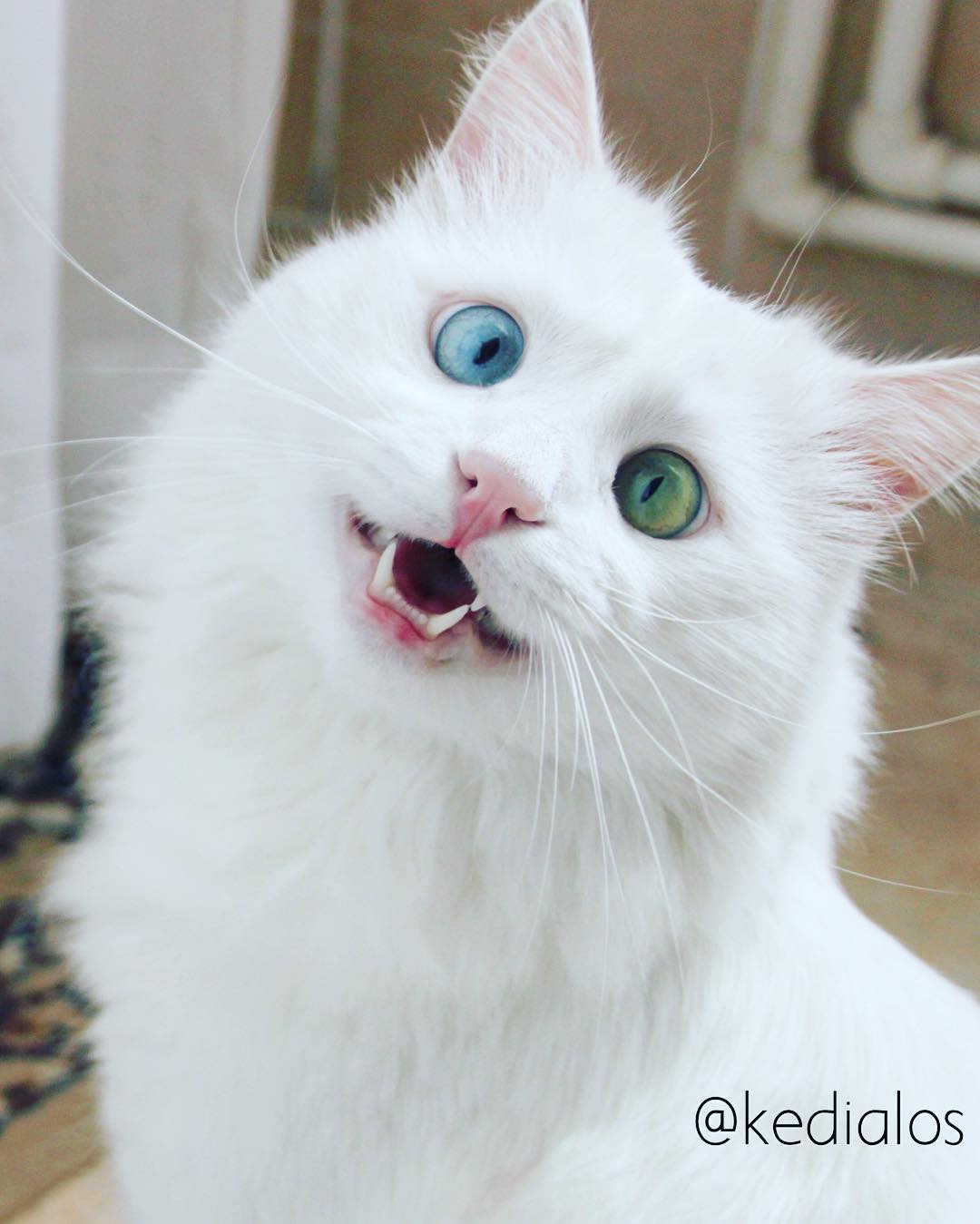 heterochromia-cat-cross-eyed-alos-1-2