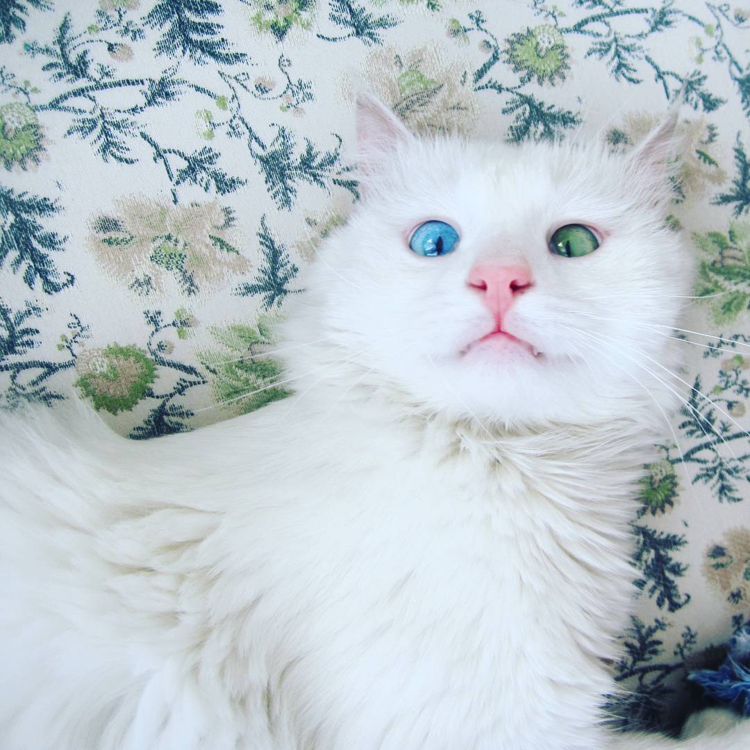 heterochromia-cat-cross-eyed-alos-5