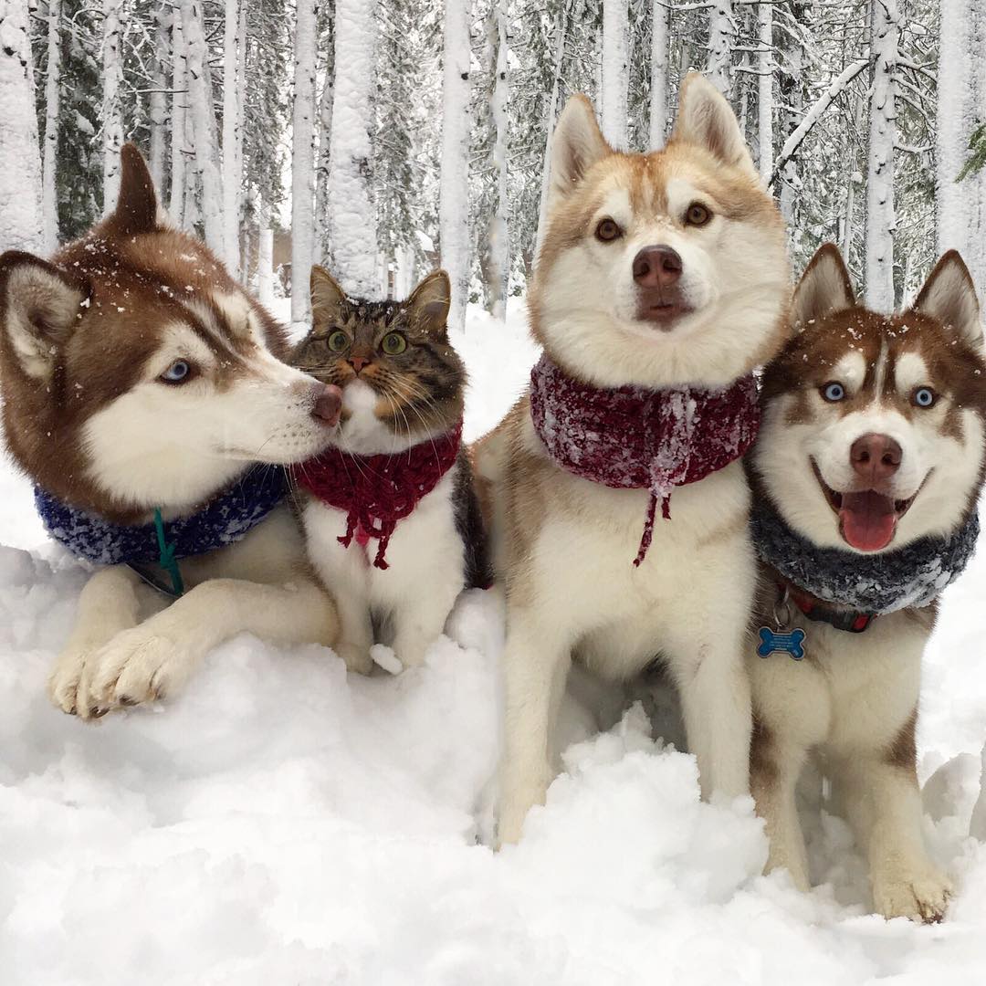 husky-dog-mother-rescues-kitten-16