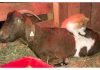 Cat Acts As Pregnant Goat's Midwife, Delivers Babies! Incredible!