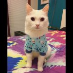 onesie-cats-01