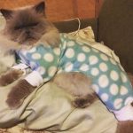 onesie-cats-08
