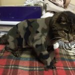 onesie-cats-10