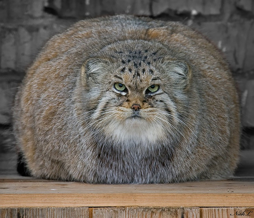 pallas-cat-most-expressive-in-the-world-17