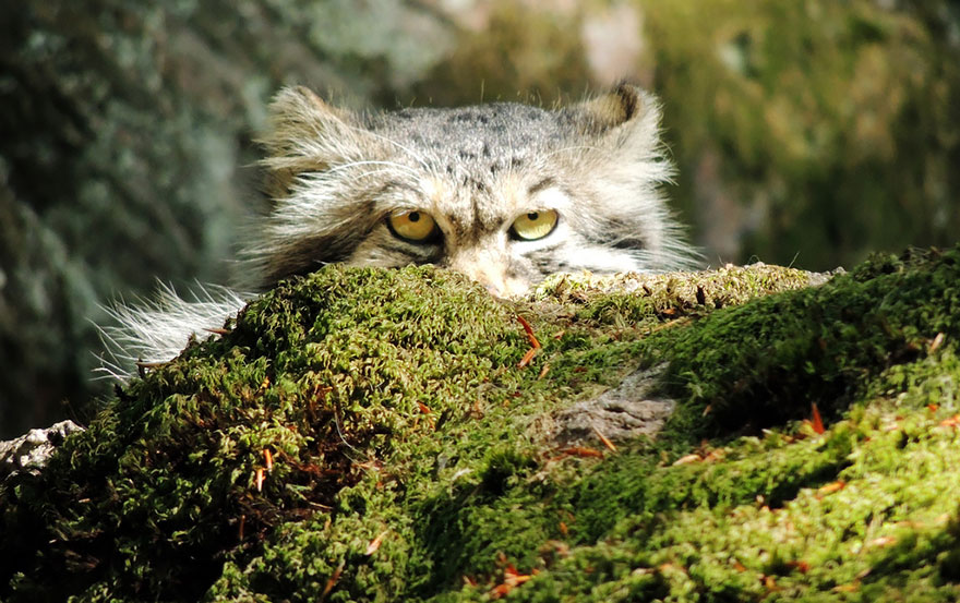 pallas-cat-most-expressive-in-the-world-18