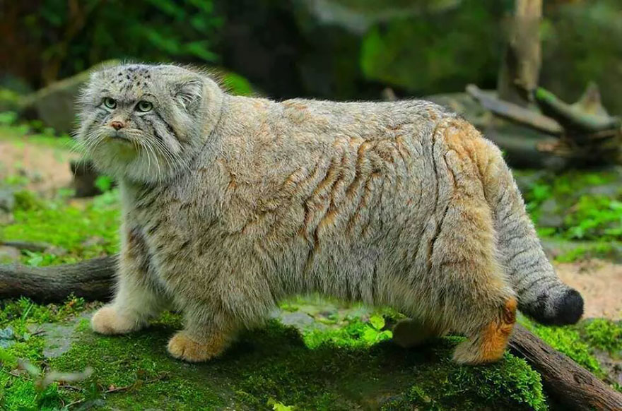 pallas-cat-most-expressive-in-the-world-19