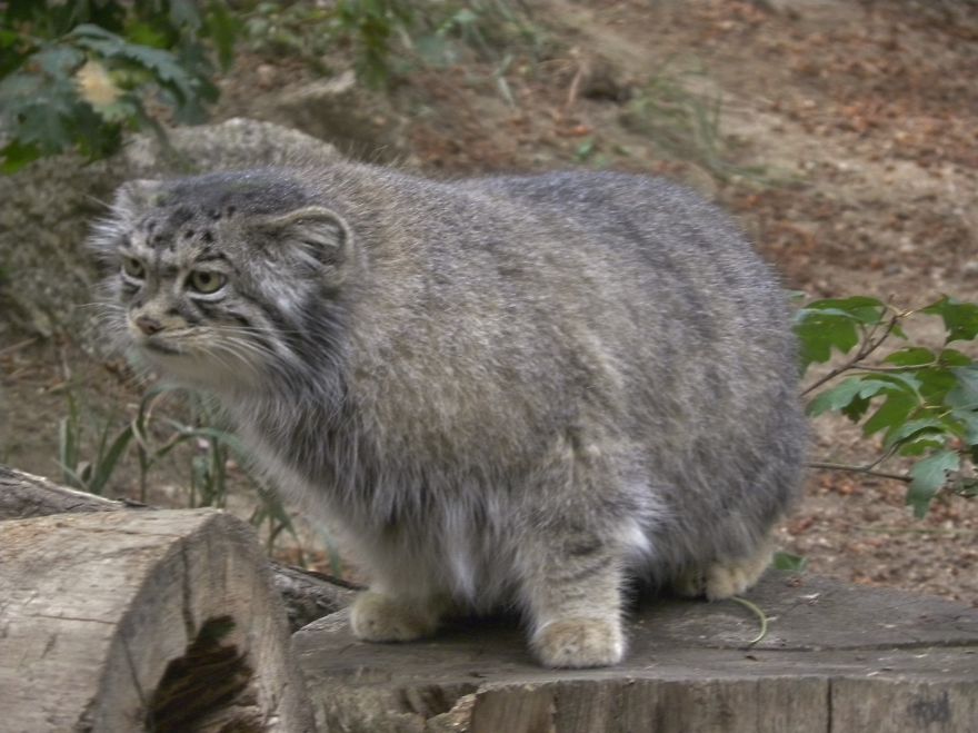 pallas-cat-most-expressive-in-the-world-26