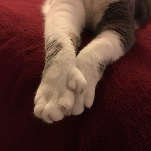 polydactyl-cats-02b