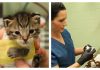 Trooper, The Tiniest Kitten Survives Dog Attack And Thrives