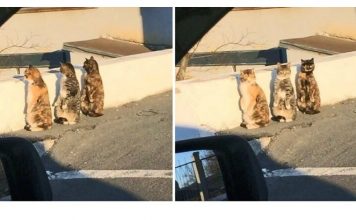 15 Cats Who Blew Up The Internet In 2016