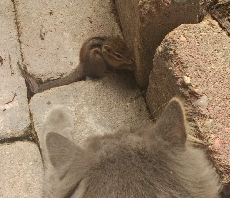 Chipmunk-Cat-Friends-2