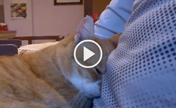 11 Signs You Have A Happy Cat