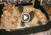 Cat Adopts Baby Orphaned Hedgehogs As Her Own