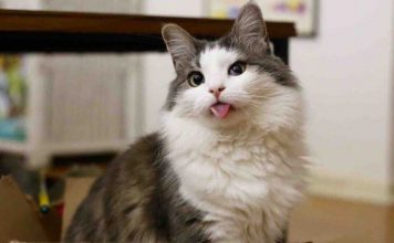 15 Hilarious Rules Cats Set Down in Their Households