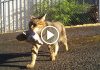 Cat Steals Marijuana and Then Brings it to Police!