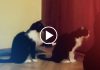 Cat Tries to Apologize – Hmmmm!