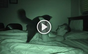 Do You Let Your Cats Sleep on Your Bed?