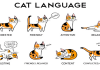 How to Find a ‘Common Language’ With Your Cat!