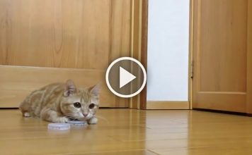 This Goalkeeper's Skill Is Absolutely Pawsome