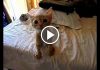 Watch This Homeless Kitten’s Reaction To Being Given A Meal!