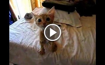 Watch This Homeless Kitten’s Reaction To Being Given A Meal!