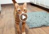 How Cats Say “I Love You” To Us