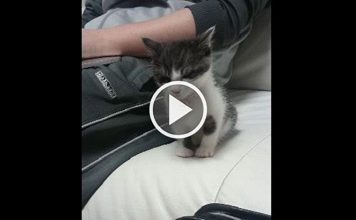 Cute Kitten Doesn’t Want To Sleep Alone, So Look What He Does!